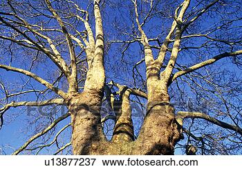Picture - branches, austria, 
branch, botany, 
blue, age. fotosearch 
- search stock 
photos, pictures, 
images, and photo 
clipart
