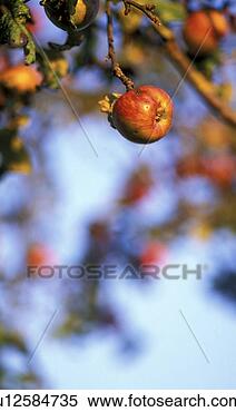 Stock Image - calf, apple, blue, 
austria, apple 
tree, fruit, agriculture. 
fotosearch - search 
stock photos, 
pictures, images, 
and photo clipart