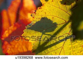 Stock Photo - calf, autumn, 
back light, autumn-like, 
autumn leaf, colored, 
austria. fotosearch 
- search stock 
photos, pictures, 
images, and photo 
clipart
