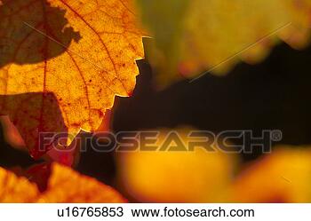 Stock Photo - colored, autumn, 
calf, autumn-like, 
autumn leaf, grapevine, 
austria. fotosearch 
- search stock 
photos, pictures, 
images, and photo 
clipart