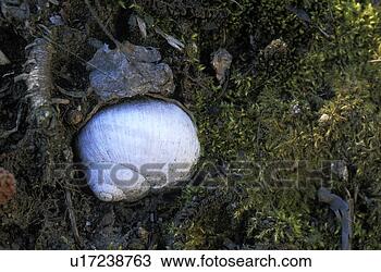 Stock Photo - erde, austria, 
calf, crawler, 
duff, landscape, 
moss. fotosearch 
- search stock 
photos, pictures, 
images, and photo 
clipart
