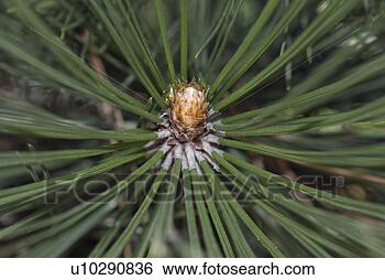 Stock Photo - forest, forest, 
pinales, pinus 
heldreichii, tree, 
needles, softwood. 
fotosearch - search 
stock photos, 
pictures, images, 
and photo clipart