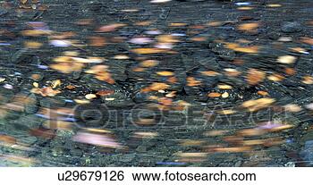 Stock Photo - leaves, autumn, 
flowing, calf, 
boedele, movement, 
austria. fotosearch 
- search stock 
photos, pictures, 
images, and photo 
clipart