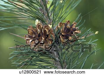 Stock Photography - pine, legfoehre, 
pinaceae, tree, 
softwood, mountain 
pine, forest. 
fotosearch - search 
stock photos, 
pictures, images, 
and photo clipart
