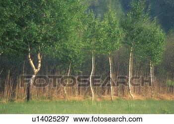 Picture - rohrspitz, birkenreihe, 
austria, birchs, 
calf, forest, 
landscape. fotosearch 
- search stock 
photos, pictures, 
images, and photo 
clipart
