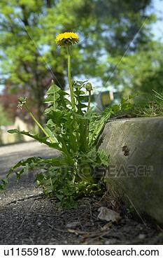 Picture - berne, blooms, 
blue, botany, 
bottom, burgdorf, 
dandelion. fotosearch 
- search stock 
photos, pictures, 
images, and photo 
clipart