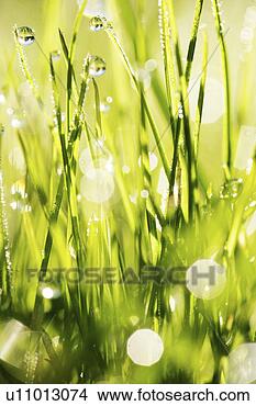 Stock Photo - grund, tau, alive, 
allemagne, aue, 
barrier papers, 
bavaria. fotosearch 
- search stock 
photos, pictures, 
images, and photo 
clipart