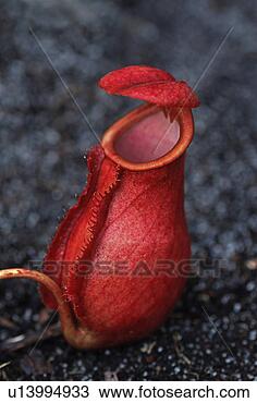 Stock Photo - nature, fleischfressend, 
madagascar, knpflanze, 
huwiler, plant, 
africa. fotosearch 
- search stock 
photos, pictures, 
images, and photo 
clipart
