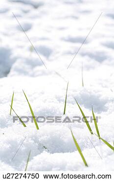 Stock Photography - tau, auftauen, 
allemagne, bavaria, 
blanket, blanket 
of snow, christmas. 
fotosearch - search 
stock photos, 
pictures, images, 
and photo clipart