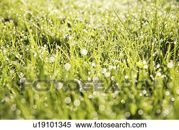 Stock Image - tau, grund, alive, 
allemagne, aquatic, 
aue, bavaria. 
fotosearch - search 
stock photos, 
pictures, images, 
and photo clipart
