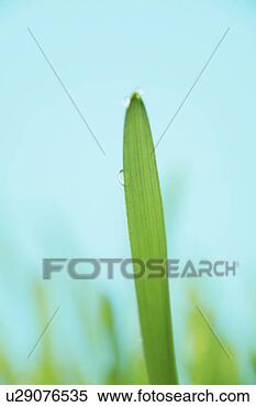 Stock Image - tau, grund, freigestellt, 
alive, allemagne, 
aquatic, aue. 
fotosearch - search 
stock photos, 
pictures, images, 
and photo clipart