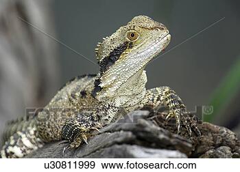 Stock Photograph - creature,  animal, 
 crawler,  australia, 
 animal protection. 
fotosearch - search 
stock photos, 
pictures, images, 
and photo clipart
