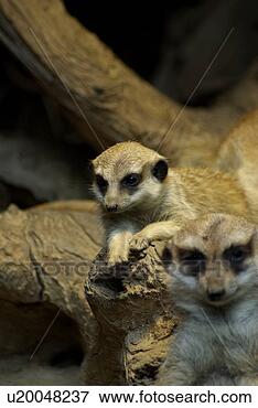 Picture - baby, bub, zoo, 
papa, young, meerkat. 
fotosearch - search 
stock photos, 
pictures, images, 
and photo clipart