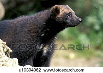 Stock Photo - brown, carnivore, 
carnivora, animals. 
fotosearch - search 
stock photos, 
pictures, images, 
and photo clipart