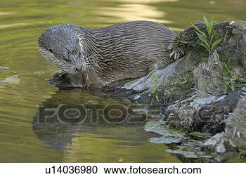Stock Photography - canton, carnivore, 
fischotter, huwiler, 
lutra, marten, 
nature. fotosearch 
- search stock 
photos, pictures, 
images, and photo 
clipart
