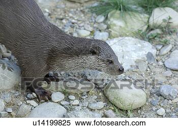 Stock Image - canton, carnivore, 
fischotter, huwiler, 
lutra, marten, 
otter. fotosearch 
- search stock 
photos, pictures, 
images, and photo 
clipart
