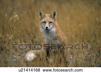 Stock Photo - foxes, grass, 
herbage, weed, 
pot, red fox, 
sorrel. fotosearch 
- search stock 
photos, pictures, 
images, and photo 
clipart