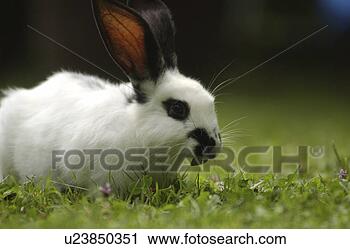 Stock Photography - freedom, bunny, 
fodder, feeding, 
eat, frsh, austria. 
fotosearch - search 
stock photos, 
pictures, images, 
and photo clipart