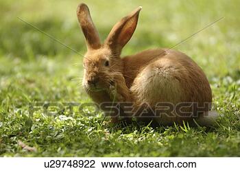 Stock Photo - freedom, bunny, 
fodder, feeding, 
eat, frsh, austria. 
fotosearch - search 
stock photos, 
pictures, images, 
and photo clipart