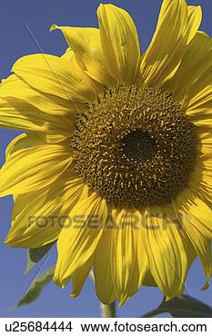 Stock Photo - birdfeed, bloom, 
blossom, blue, 
compositae, core. 
fotosearch - search 
stock photos, 
pictures, images, 
and photo clipart