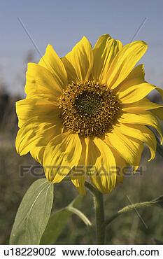 Stock Photo - bloom, blossom, 
blue, brown, compositae, 
core. fotosearch 
- search stock 
photos, pictures, 
images, and photo 
clipart