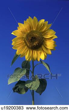 Stock Photo - blue, bernhard, 
blossom, blooms, 
bloom, abloom. 
fotosearch - search 
stock photos, 
pictures, images, 
and photo clipart