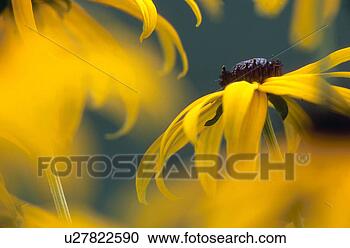 Stock Photography - bluetenstempel, 
 austria,  black-eyed 
susan,  bloom, 
 blossom. fotosearch 
- search stock 
photos, pictures, 
images, and photo 
clipart