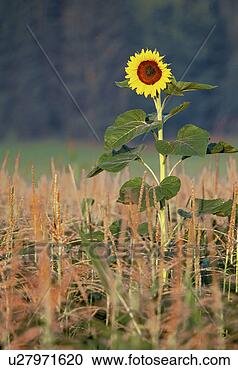 Stock Photography - botany, agriculture, 
blossom, bloom, 
austria, calf, 
ackeranbau. fotosearch 
- search stock 
photos, pictures, 
images, and photo 
clipart
