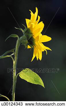 Stock Photo - botany, back light, 
blossom, bloom, 
beam, burgenland, 
austria. fotosearch 
- search stock 
photos, pictures, 
images, and photo 
clipart