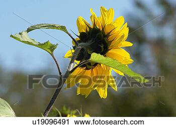 Stock Photography - burgdorf, back 
view, buds, blue, 
bern/bern, chlorophyll, 
autumn. fotosearch 
- search stock 
photos, pictures, 
images, and photo 
clipart