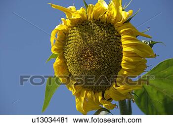 Stock Photography - buss, alexandra, 
brown, blue, bloom, 
agriculture. fotosearch 
- search stock 
photos, pictures, 
images, and photo 
clipart