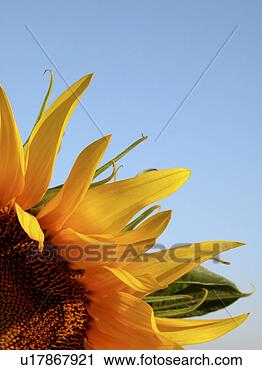 Stock Photography - day, austria, 
close-up, close, 
blue, alfred. 
fotosearch - search 
stock photos, 
pictures, images, 
and photo clipart