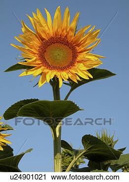 Stock Photography - day, austria, 
close-up, close, 
blue, alfred. 
fotosearch - search 
stock photos, 
pictures, images, 
and photo clipart