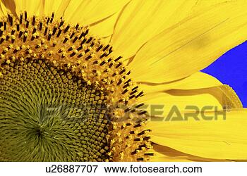 Picture - day, bloom, close-up, 
close, blossom, 
detail, abloom. 
fotosearch - search 
stock photos, 
pictures, images, 
and photo clipart