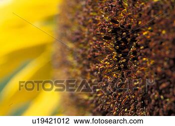 Stock Photo - detailaufnahme, 
botany, detail, 
calf, bright, 
einzelblume, austria. 
fotosearch - search 
stock photos, 
pictures, images, 
and photo clipart
