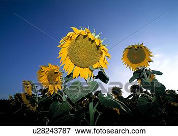Picture - funny, beam, flower, 
flora, calf, glow, 
austria. fotosearch 
- search stock 
photos, pictures, 
images, and photo 
clipart