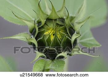 Stock Photo - green, bloom, 
gluupoog, flower, 
blossom, haas, 
adligenswil. fotosearch 
- search stock 
photos, pictures, 
images, and photo 
clipart