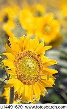 Stock Photography - helianthus, beaming, 
calf, bright, 
blitheful, lower 
austria, austria. 
fotosearch - search 
stock photos, 
pictures, images, 
and photo clipart