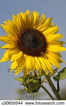 Stock Photo - honigsammeln, 
agriculture, alexandra, 
bee, bloom, blue. 
fotosearch - search 
stock photos, 
pictures, images, 
and photo clipart