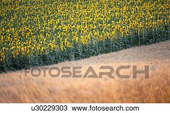 Stock Photo - lower austria, 
 calf,  helianthus, 
 evening light, 
 cornfield,  more. 
fotosearch - search 
stock photos, 
pictures, images, 
and photo clipart