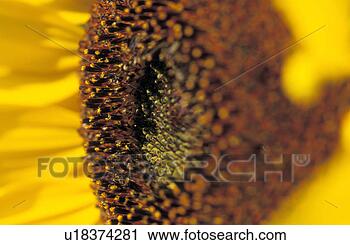 Stock Photography - plant, burgenland, 
helianthus, flora, 
calf, robert, 
austria. fotosearch 
- search stock 
photos, pictures, 
images, and photo 
clipart