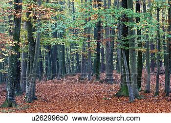 Stock Photography - colour contrast, 
 autumn,  calf, 
 background picture, 
 autumn-like. 
fotosearch - search 
stock photos, 
pictures, images, 
and photo clipart