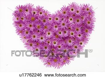 Stock Photo - a heart-shaped 
arrangement of 
chrysanthemums. 
fotosearch - search 
stock photos, 
pictures, images, 
and photo clipart