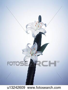 Stock Photograph - close-up of white 
flowers on a cactus 
plant. fotosearch 
- search stock 
photos, pictures, 
images, and photo 
clipart