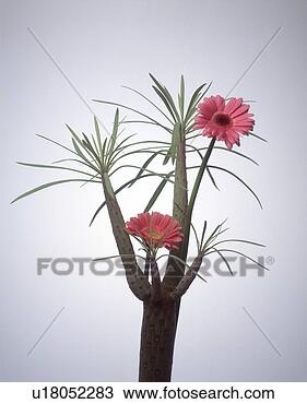 Stock Photo - view of pink flowers 
on a cactus plant. 
fotosearch - search 
stock photos, 
pictures, images, 
and photo clipart