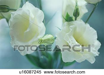 Stock Image - russell prairie 
gentian. fotosearch 
- search stock 
photos, pictures, 
images, and photo 
clipart
