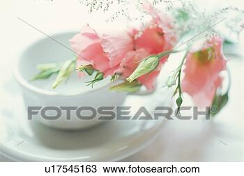 Stock Photo - russell prairie 
gentian. fotosearch 
- search stock 
photos, pictures, 
images, and photo 
clipart