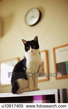 Stock Image - black and white 
cat in living 
room. fotosearch 
- search stock 
photos, pictures, 
images, and photo 
clipart