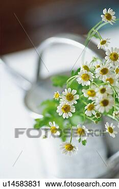 Stock Photography - flower bouquet 
in watering can. 
fotosearch - search 
stock photos, 
pictures, images, 
and photo clipart