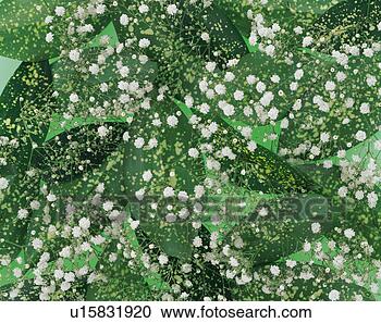 Stock Photography - gypsophila and 
green leaves. 
fotosearch - search 
stock photos, 
pictures, images, 
and photo clipart